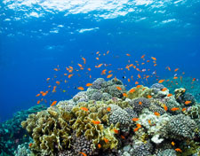 Egypt tour Packages